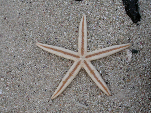 Archaster angulatus Archaster angulatus