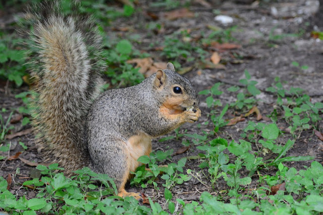 Sciurus niger