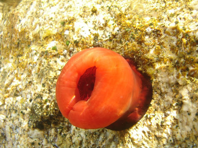 Actinia mediterranea