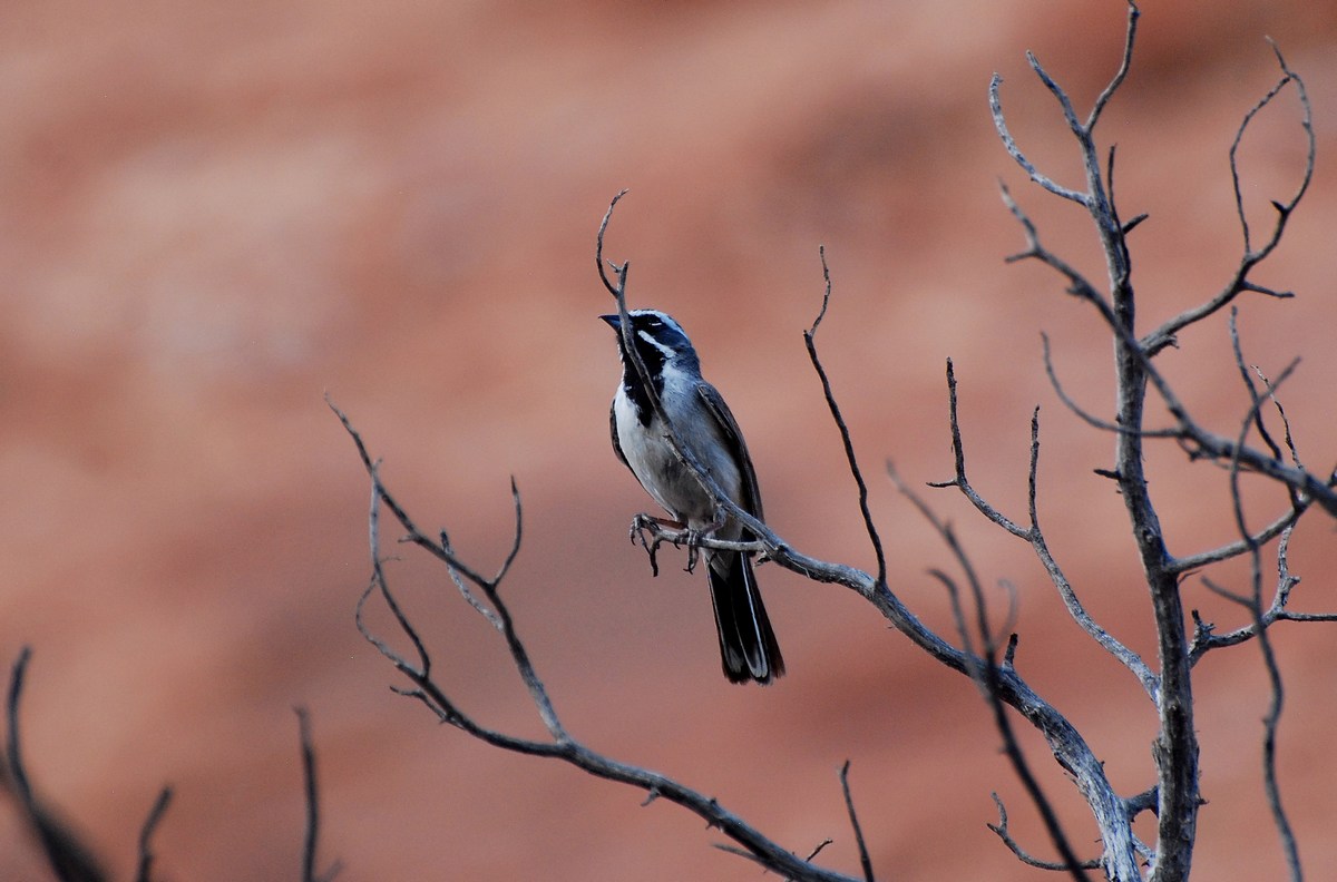 Amphispiza bilineata