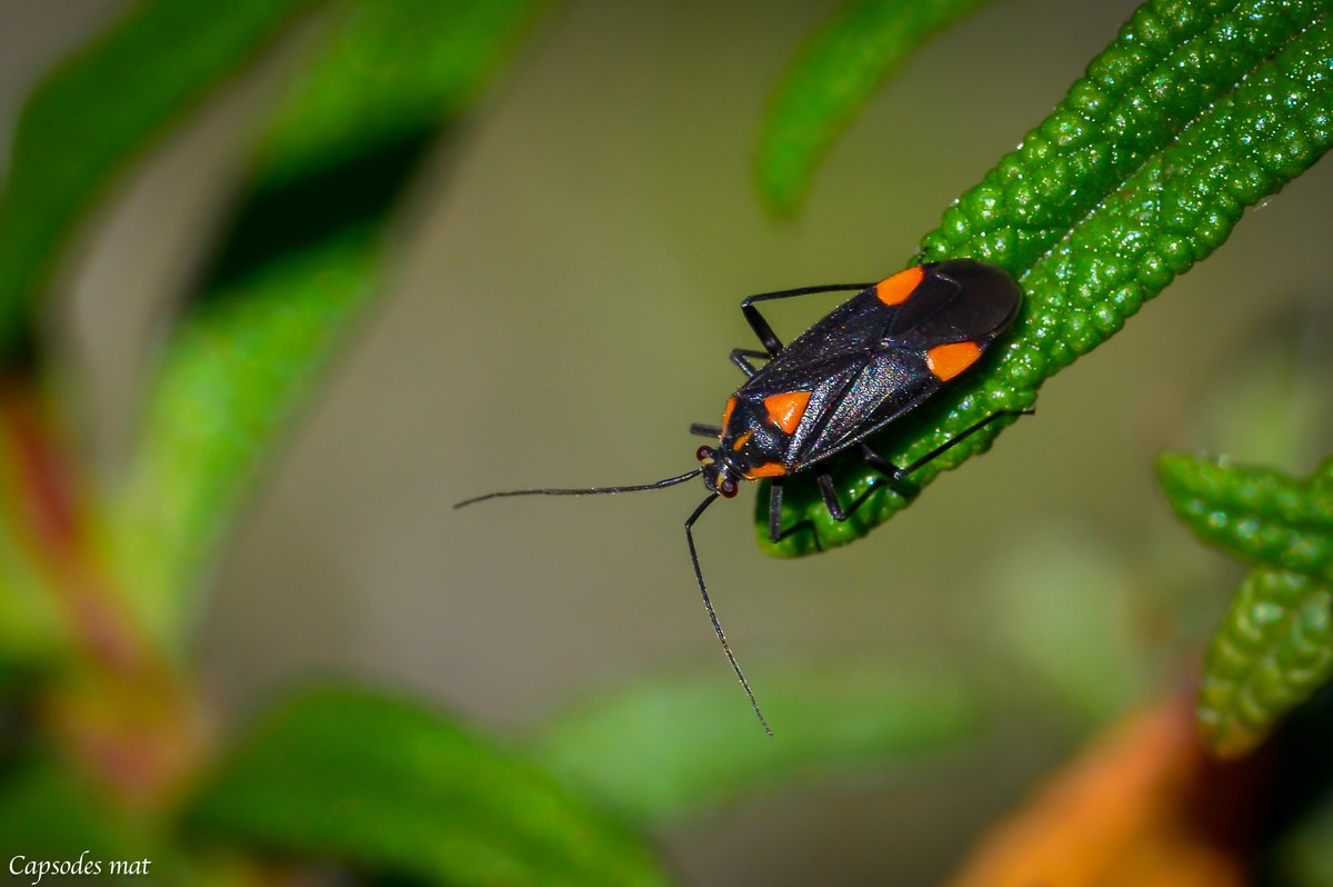 Capsodes mat Capsodes mat