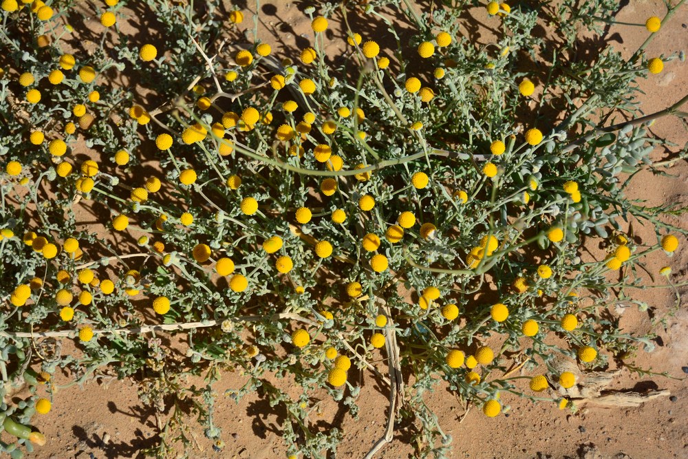 Brocchia cinerea