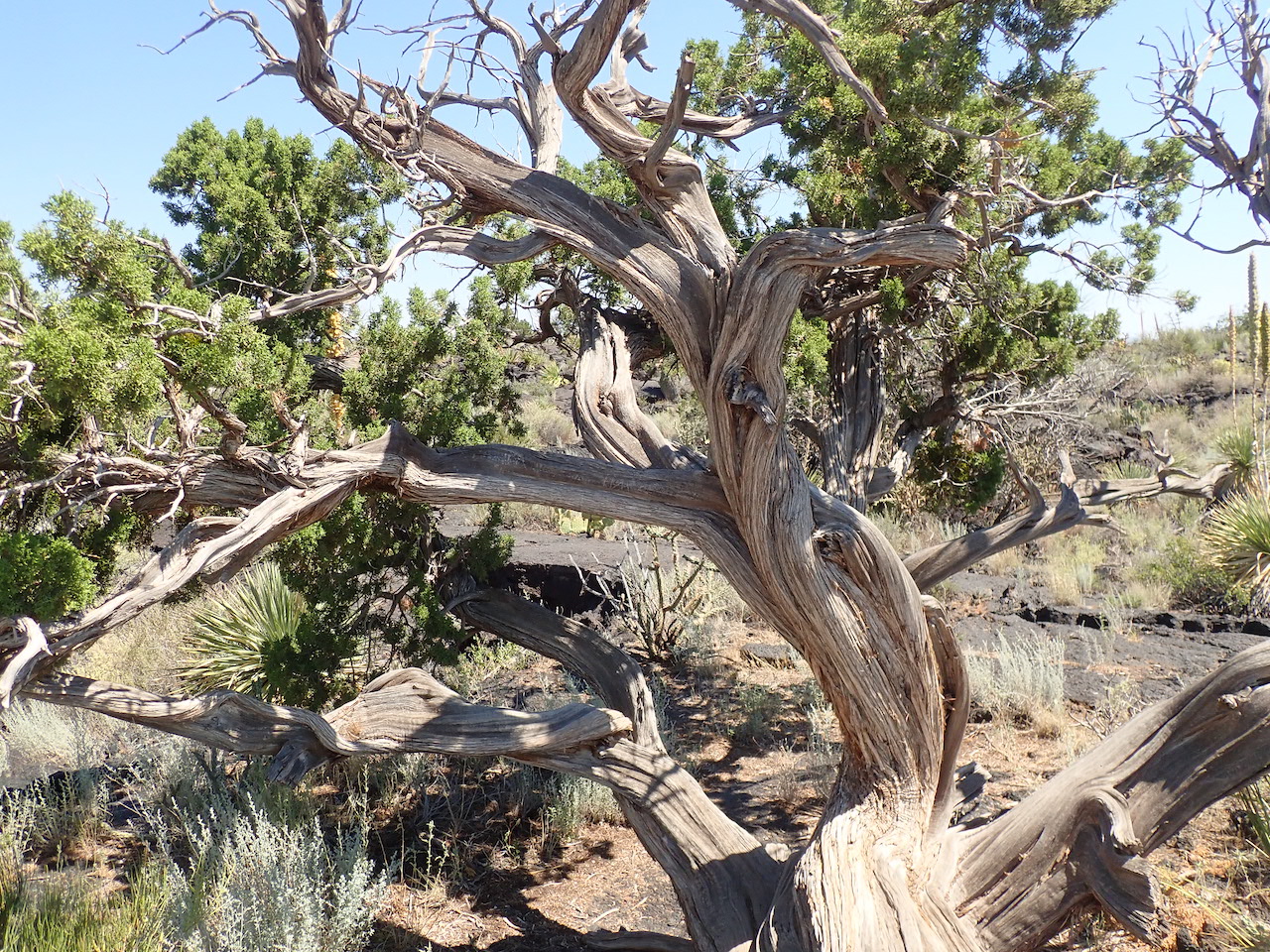 Juniperus monosperma