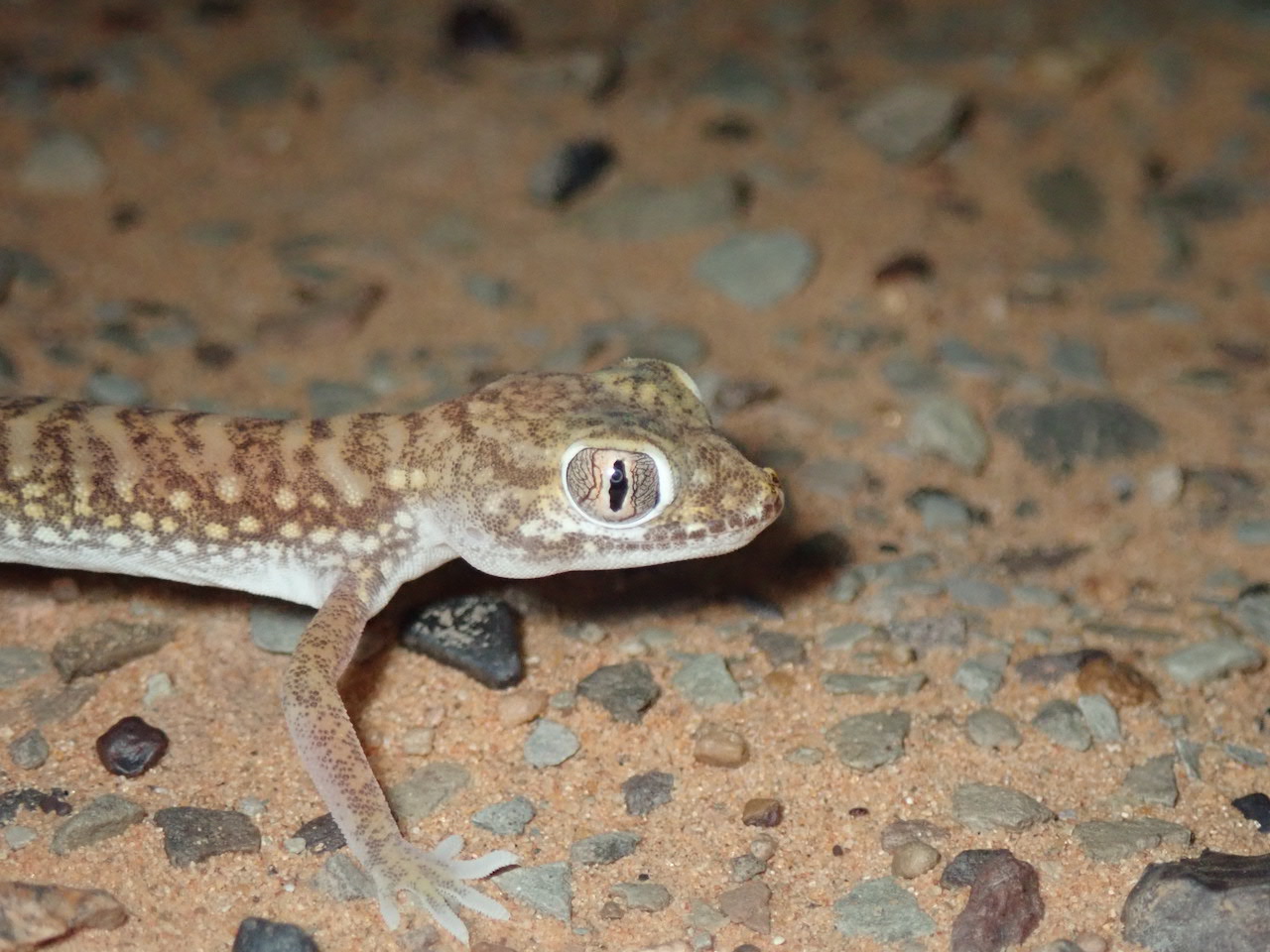 Stenodactylus petrii