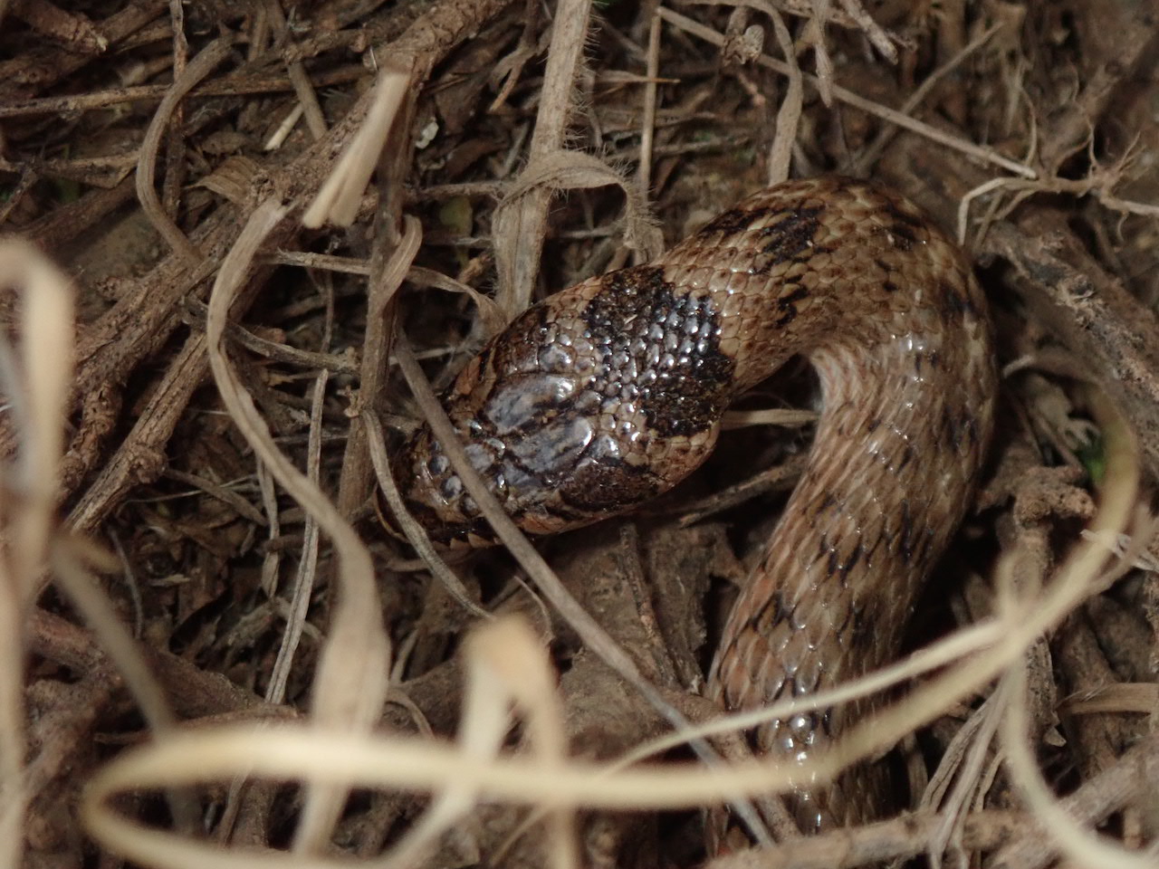 Macroprotodon brevis