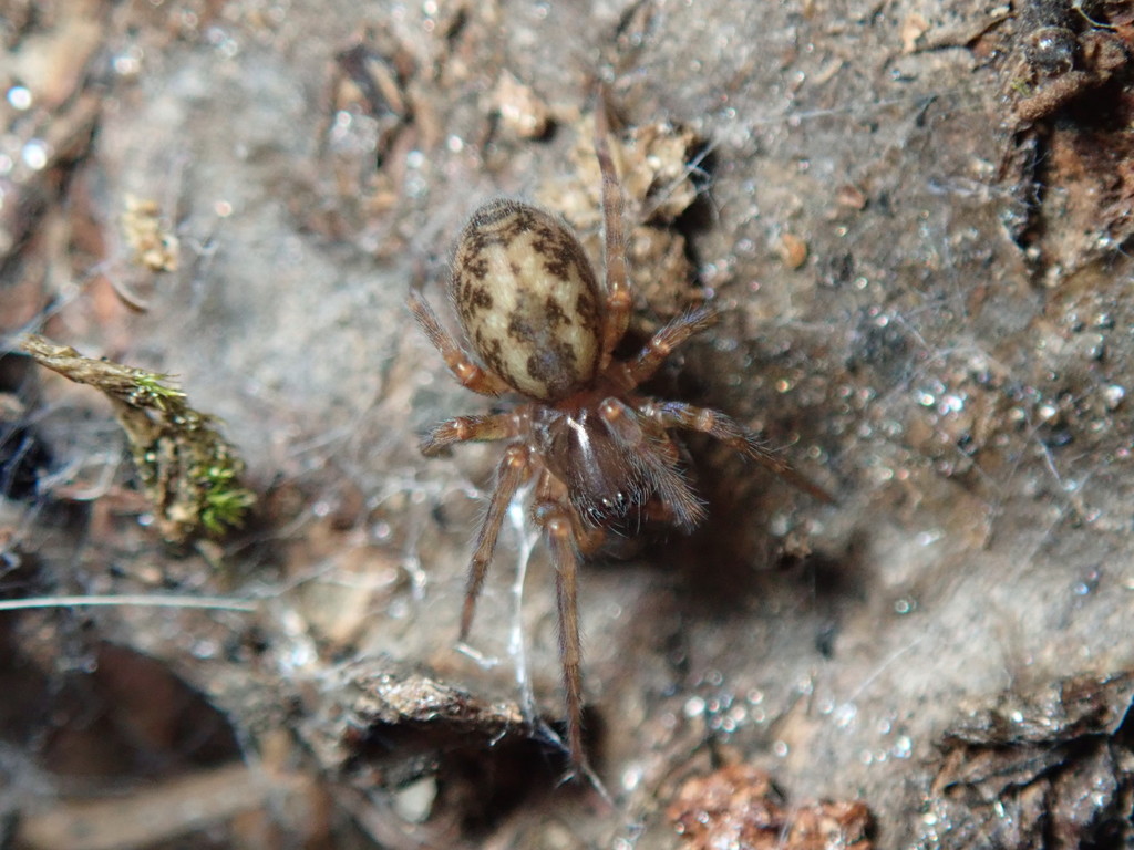 Amaurobius sp Amaurobius sp