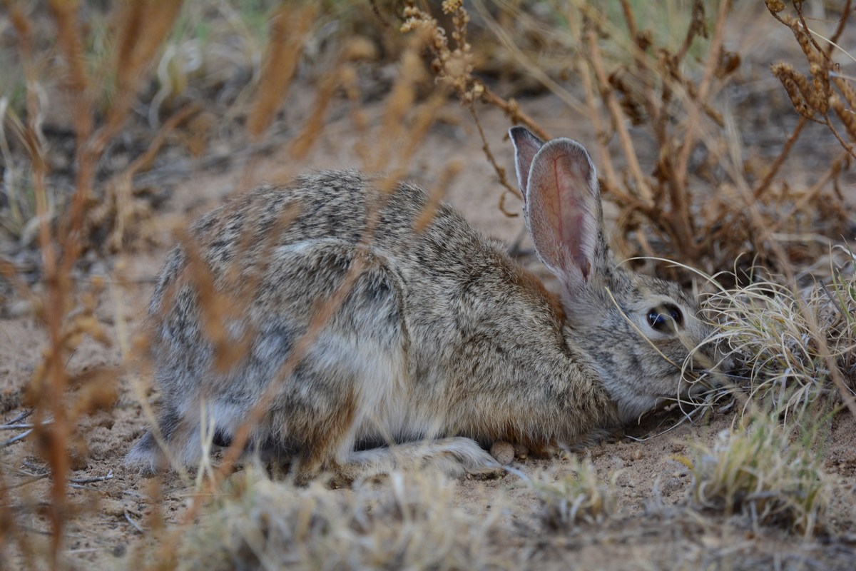 Sylvilagus audubonii