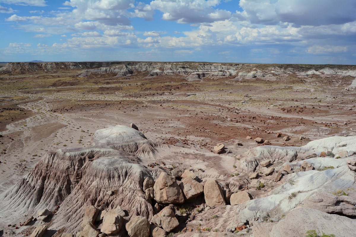 Jasper Forest Petrified Forest