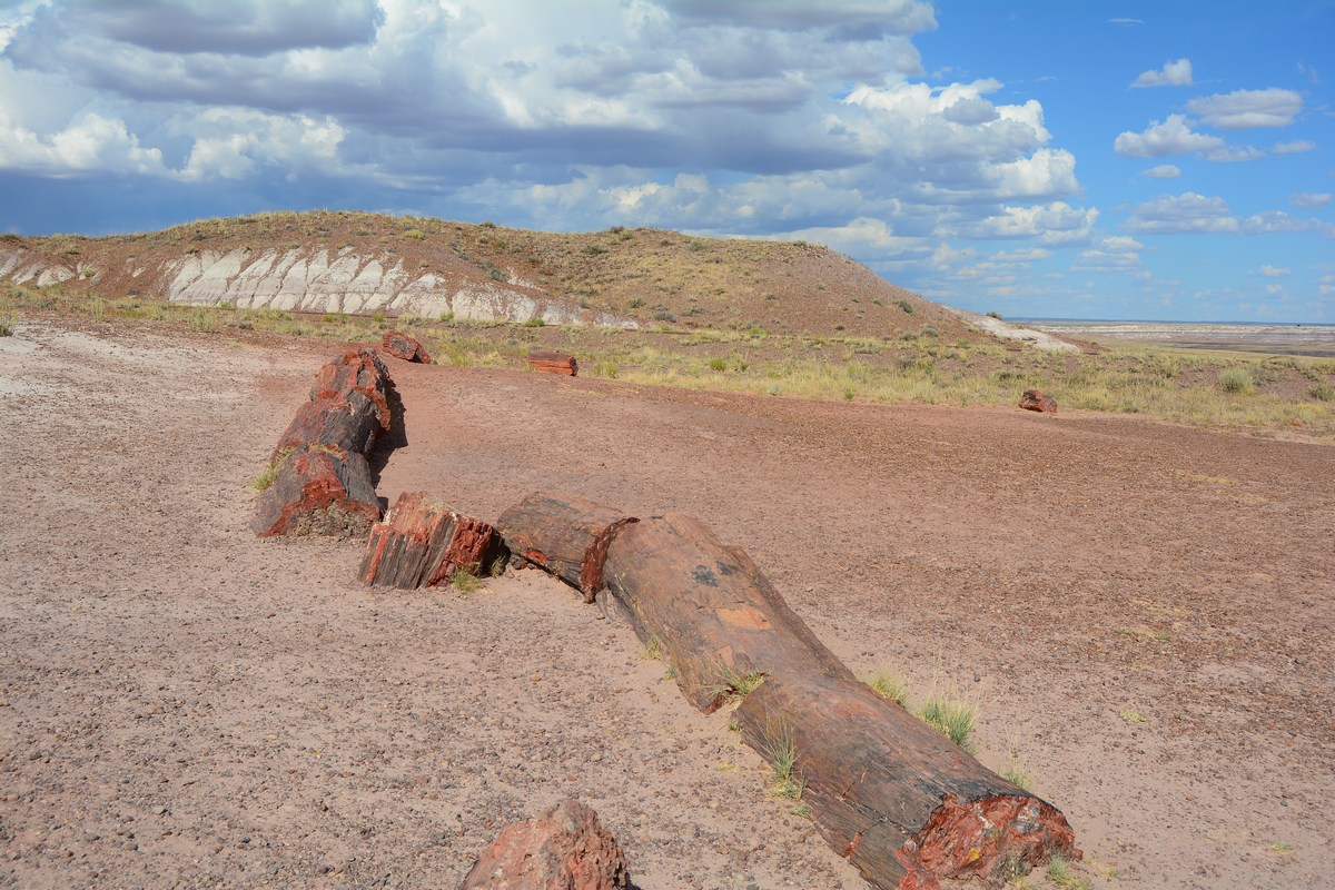 Jasper Forest Petrified Forest