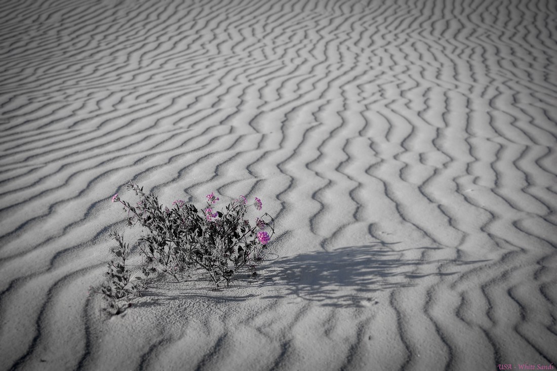 Abronia angustifolia White Sands Abronia angustifolia White Sands