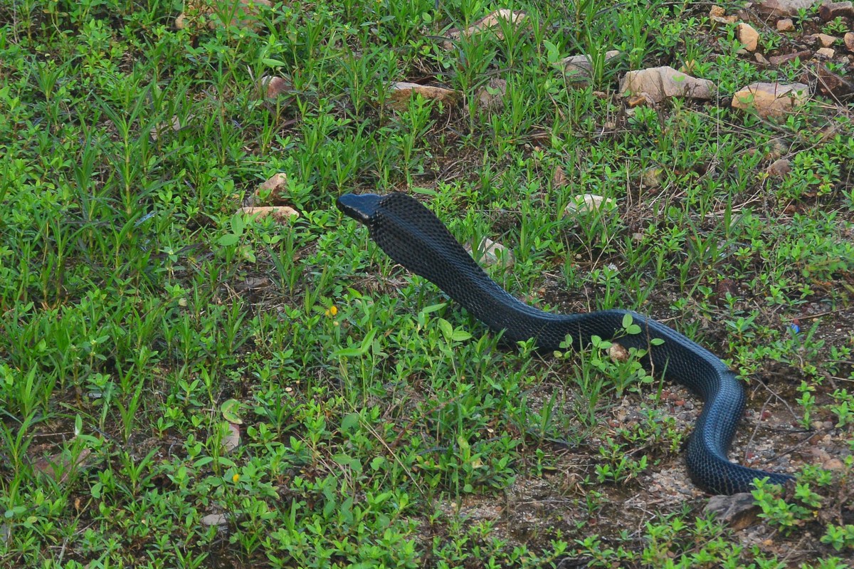 Naja sumatrana