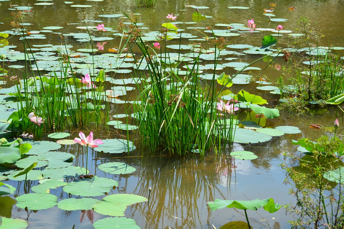 Nelumbo nucifera