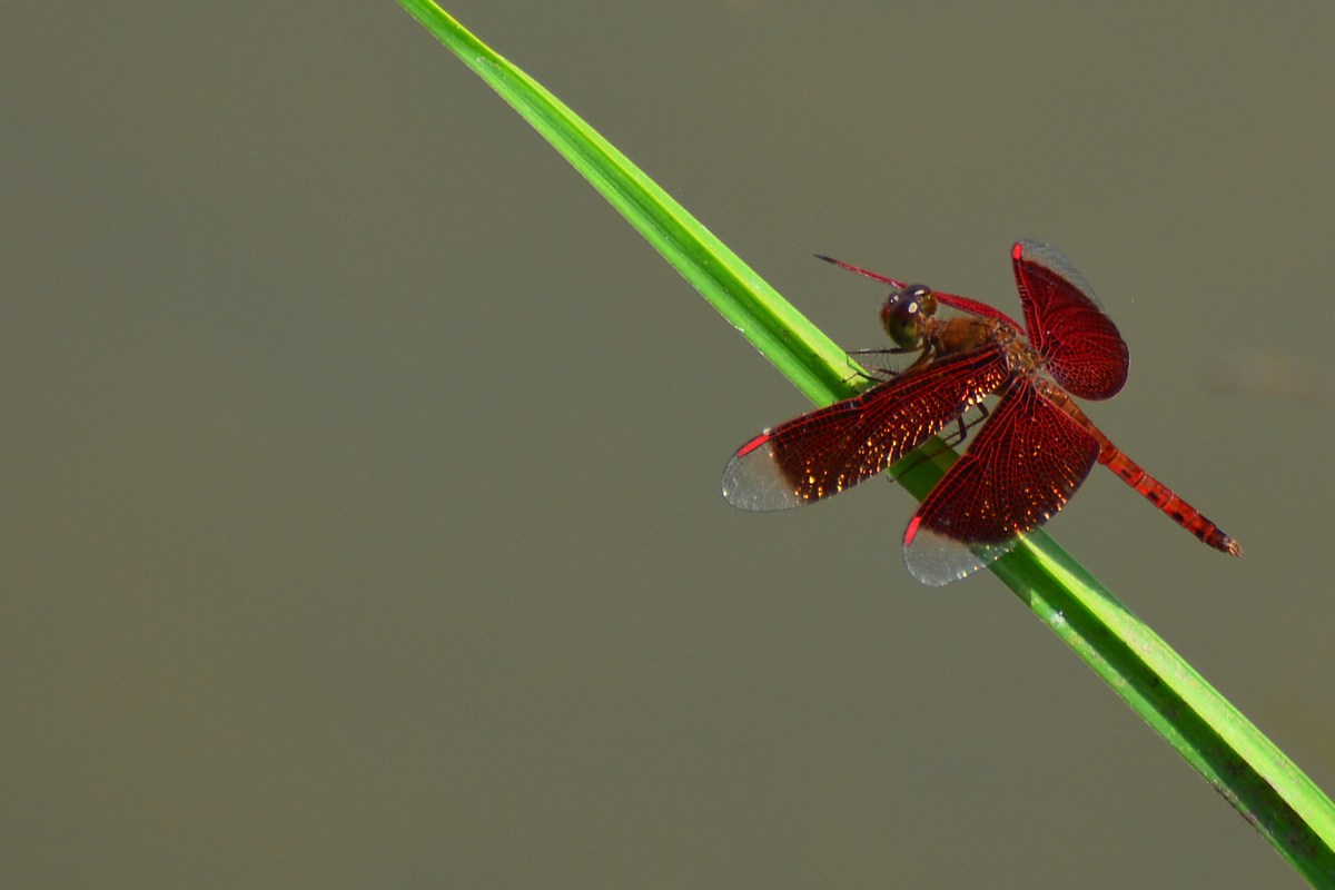 Neurothemis fluctuans