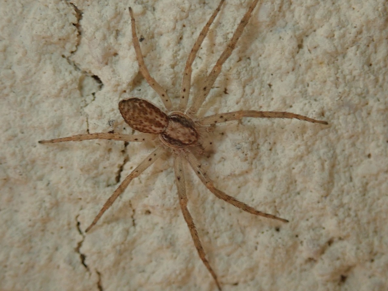 Philodromus dispar Philodromus dispar