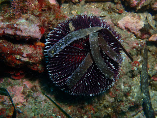 Sphaerechinus granularis - Oursin granuleux