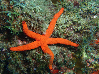 Echinaster sepositus - Etoile de mer rouge