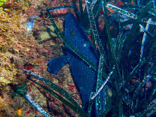 Labrus merula - Labre merle