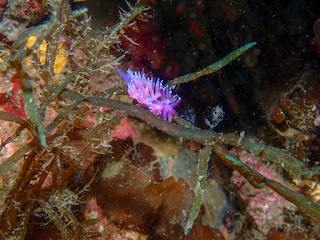 Flabellina affinis - Flabelline mauve