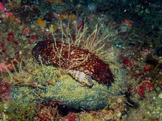 Holothuria forskali - Holothurie noire