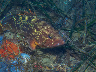 Epinelephus marginatus - Mérou brun