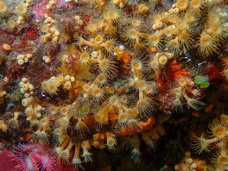 Parazoanthus axinellae - Anémone encroûtante jaune