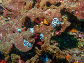 Peltodoris atromaculata - Doris dalmatien