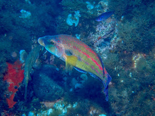 Symphodus tinca - Crénilabre paon