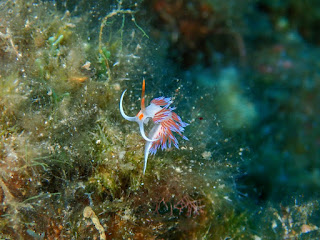 Cratena peregrina Cratena peregrina