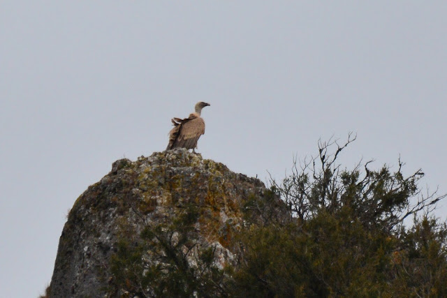 Gyps fulvus - vautour fauve