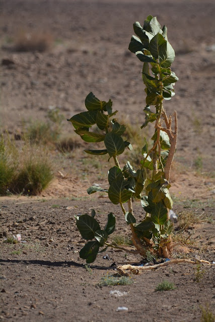 Calotropis procera