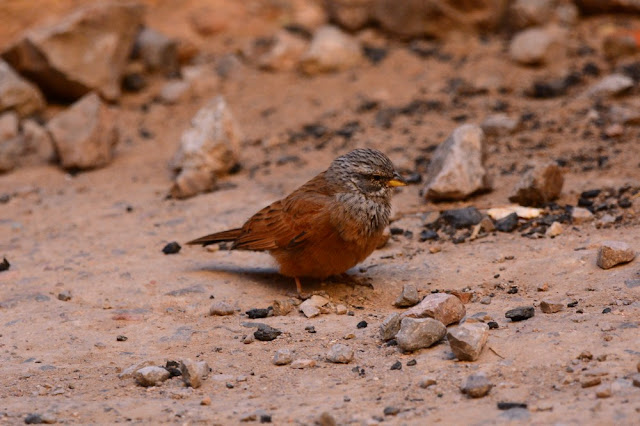 Emberiza sahari - Bruant du Sahara