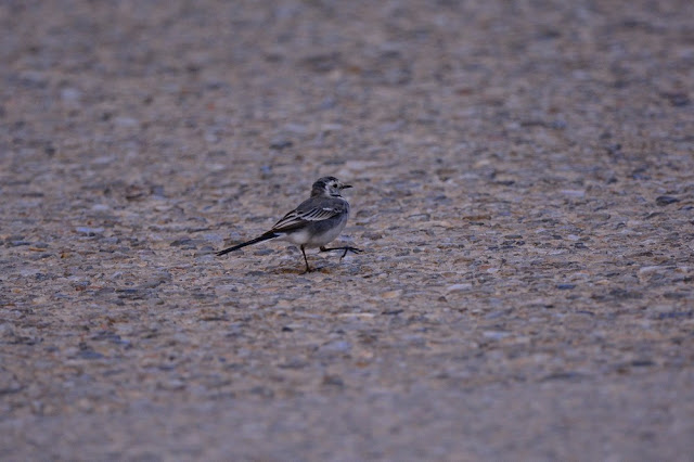 Motacilla alba - Bergeronnette grise