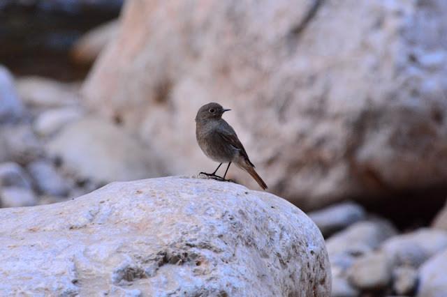 Phoenicurus ochruros - Rougequeue noir
