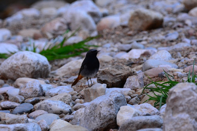 Phoenicurus ochruros - Rougequeue noir