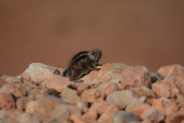 Atlantoxerus getulus - Ecureuil de Barbarie