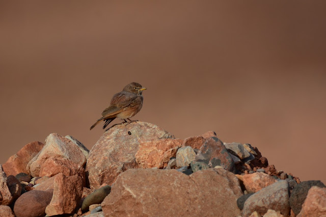 Ammomanes deserti - Ammomane du désert