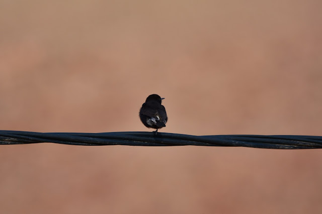 Oenanthe leucura - Traquet rieur