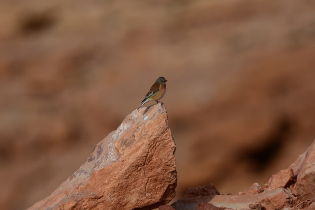 Linaria cannabina - Linotte mélodieuse