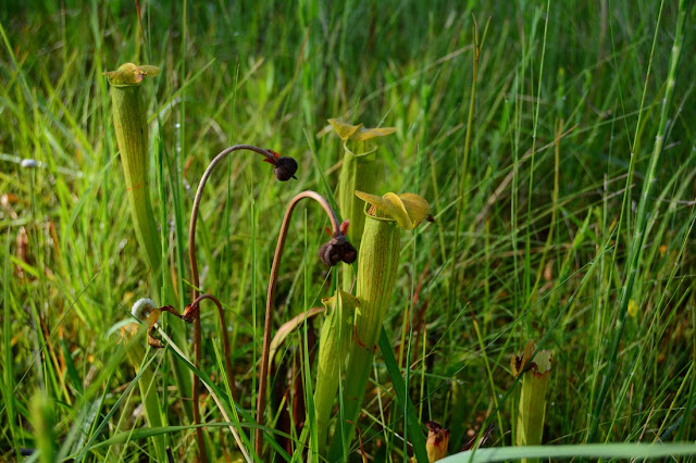Sarracenia alata