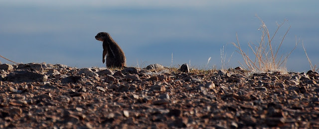 Xerus inauris, l’écureuil de terre du Cap