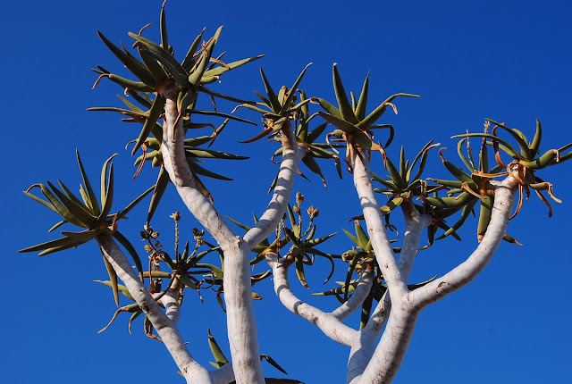 Aloidendron dichotomum