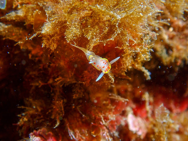 Doris à papilles rouges - Diaphorodoris papillata