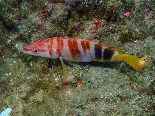 Serranus scriba - Serran écriture