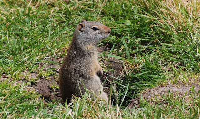 Urocitellus armatus