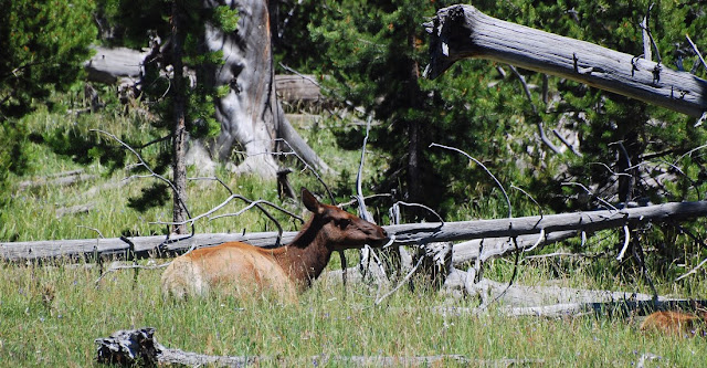 Cervus canadensis