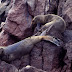Pérou - les îles Ballestas