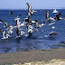 Pérou - la réserve naturelle de Paracas