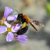 Andrena thoracica