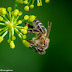 Apis mellifera - Abeille domestique