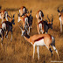 Antidorcas marsupialis - Springbok